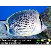 Chaetodon guttatissimus Пятнистая рыба-бабочка 