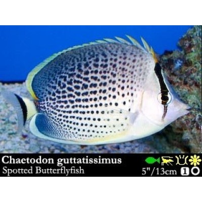 Chaetodon guttatissimus Пятнистая рыба-бабочка Chaetodon guttatissimus Пятнистая рыба-бабочка