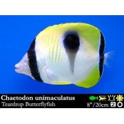 Chaetodon unimaculatus - Бабочка унимакулятус