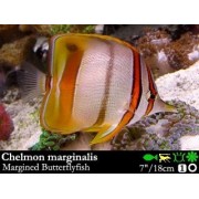 Chelmon marginalis Австралийская рыба-пинцет 