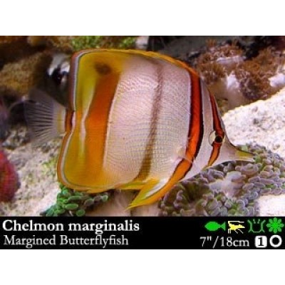 Chelmon marginalis Австралийская рыба-пинцет  Chelmon marginalis Австралийская рыба-пинцет