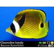 Chaetodon lunula Бабочка-енот 