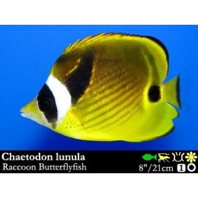 Chaetodon lunula Бабочка-енот Chaetodon lunula Бабочка-енот