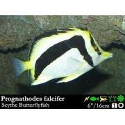 Prognathodes falcifer Бабочка коса