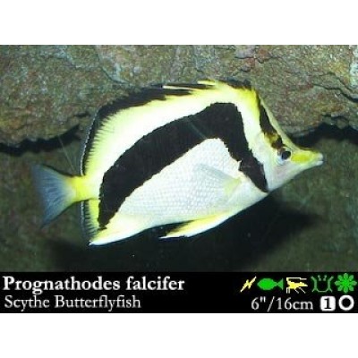 Prognathodes falcifer Бабочка коса Prognathodes falcifer Бабочка коса