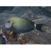 Хирург Черноухий (Acanthurus Maculiceps)