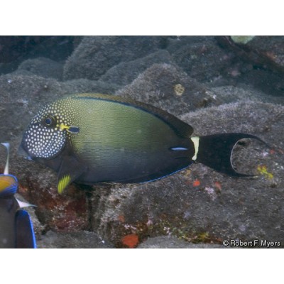 Хирург Черноухий (Acanthurus Maculiceps) Хирург Черноухий (Acanthurus Maculiceps)