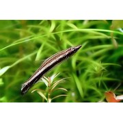 Пецилобрикон