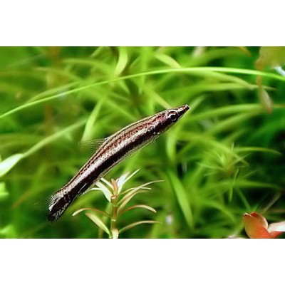 Пецилобрикон Пецилобрикон