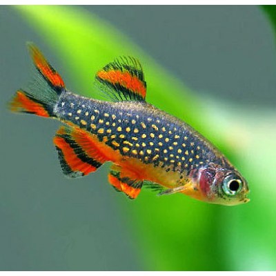 Микрорасбора Галактика Микрорасбора Галактика