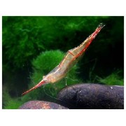 Красноносая креветка