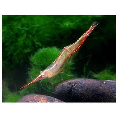 Красноносая креветка Красноносая креветка