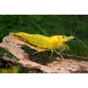 Жёлтая креветка