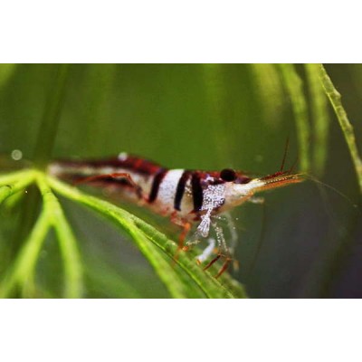 Креветка арлекин Креветка арлекин