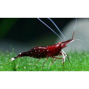 Креветка кардинал