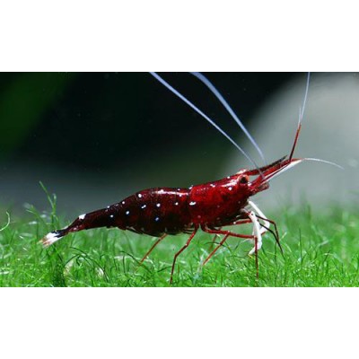 Креветка кардинал Креветка кардинал