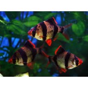 Барбус Суматранский M