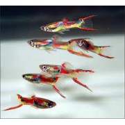 Гуппи M (аквариумная рыба)