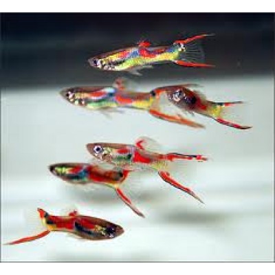 Гуппи M (аквариумная рыба) Гуппи M (аквариумная рыба)