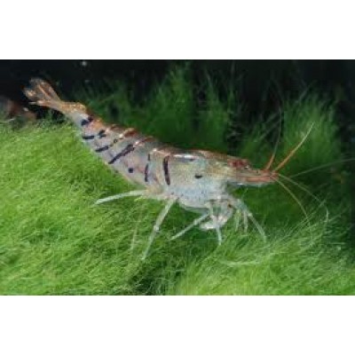 Креветка пресноводная тигровая Caridina cf. cantonensis var. Tiger Tiger Shrimps Креветка пресноводная тигровая Caridina cf. cantonensis var. Tiger Tiger Shrimps