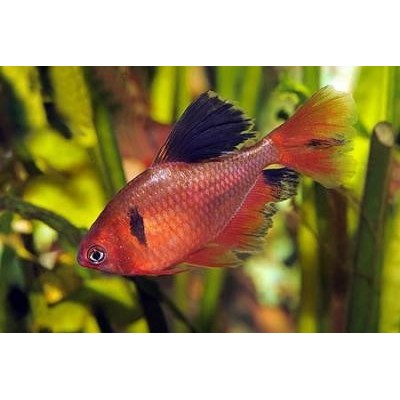 Серпас (аквариумная рыба) Серпас (аквариумная рыба)