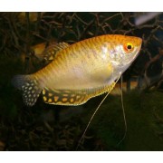 Гурами M (аквариумная рыба)