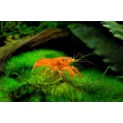 Карликовый Оранжевый рак Cambarellus patzcuarensis