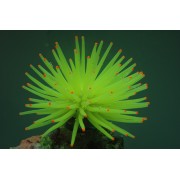 Коралл силиконовый на керамической основе жёлтый, 13*13*10 см (RT172LY)