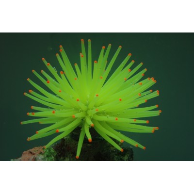 Коралл силиконовый на керамической основе жёлтый, 13*13*10 см (RT172LY) Коралл силиконовый на керамической основе жёлтый, 13*13*10 см (RT172LY)