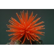 Коралл силиконовый на керамической основе оранжевый, 13*13*10 см (RT172LOR)