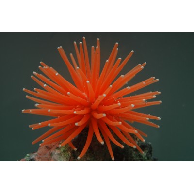 Коралл силиконовый на керамической основе оранжевый, 13*13*10 см (RT172LOR) Коралл силиконовый на керамической основе оранжевый, 13*13*10 см (RT172LOR)