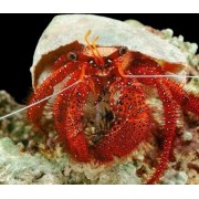 Красный Рак-Отшельник Большой (Dardanus Megistos)