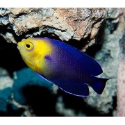 Ангел-Центропиг Фиолетовый (Centropyge Flavicauda)