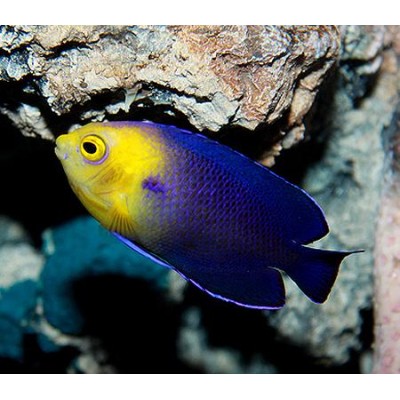 Ангел-Центропиг Фиолетовый (Centropyge Flavicauda) Ангел-Центропиг Фиолетовый (Centropyge Flavicauda)