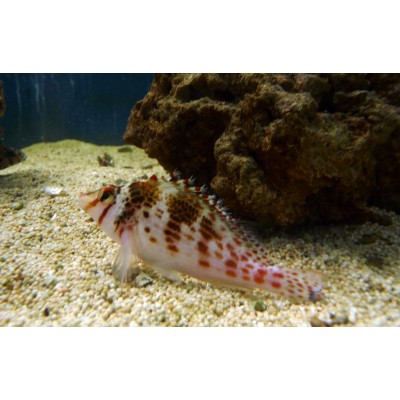 cirrhitichthys aprinus Пятнистый кудрепер cirrhitichthys aprinus Пятнистый кудрепер