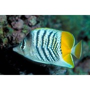 Chaetodon mertensii - Бабочка Мертенса