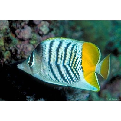 Chaetodon mertensii - Бабочка Мертенса Chaetodon mertensii - Бабочка Мертенса