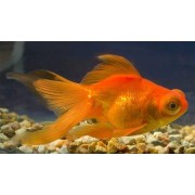 Телескоп красный