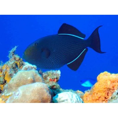 Melichthys niger Melichthys niger