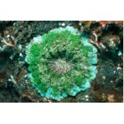 Scolymia Acanthophyllia Сколимия зеленая