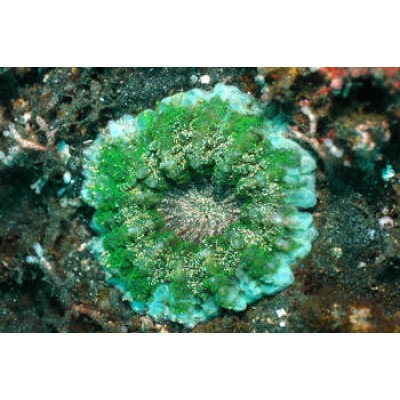 Scolymia Acanthophyllia Сколимия зеленая Scolymia Acanthophyllia Сколимия зеленая