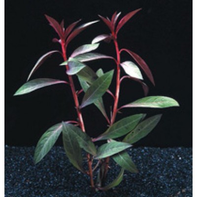 Людвигия перуанская Людвигия перуанская