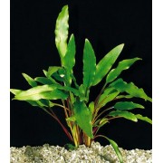 Криптокорина Бласса (растение)