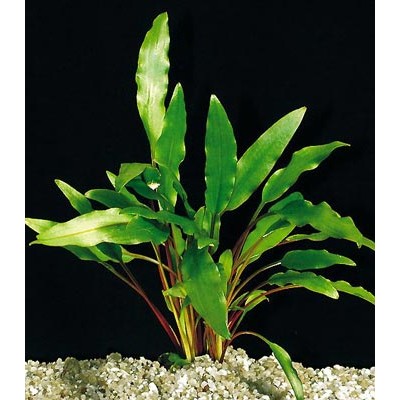 Криптокорина Бласса (растение) Криптокорина Бласса (растение)