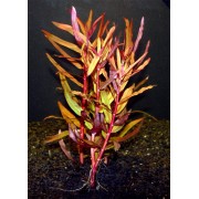 Аммания изящная