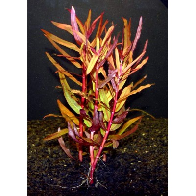 Аммания изящная Аммания изящная