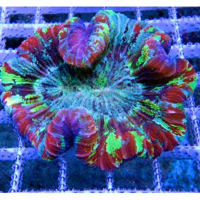 Wellsophyllia sp. Wellsophyllia sp.