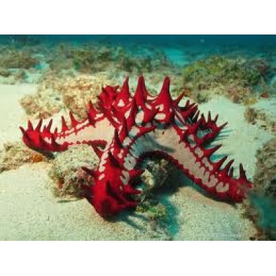 Звезда протореастер красношипая Protoreaster linckii Звезда протореастер красношипая Protoreaster linckii