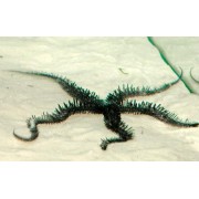 Офиура оливковая Ophiolepis sp