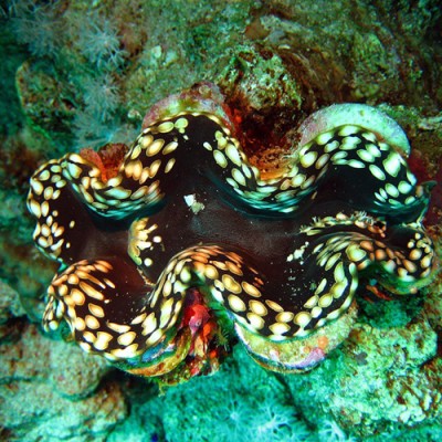 Гигантская тридакна Tridacna gigas Гигантская тридакна Tridacna gigas